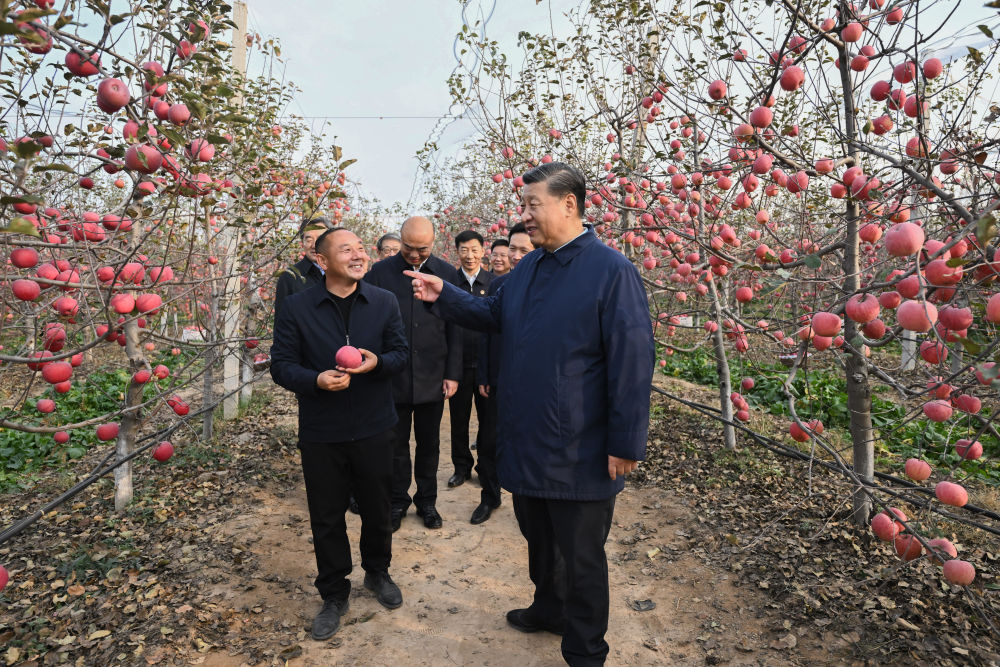 2022年10月26日下午,习近平在陕西省延安市安塞区高桥镇南沟村苹果园同老乡们亲切交流。新华社记者燕雁摄 2022年10月26日下午,习近平在陕西省延安市安塞区高桥镇南沟村苹果园同老乡们亲切交流。新华社记者燕雁摄