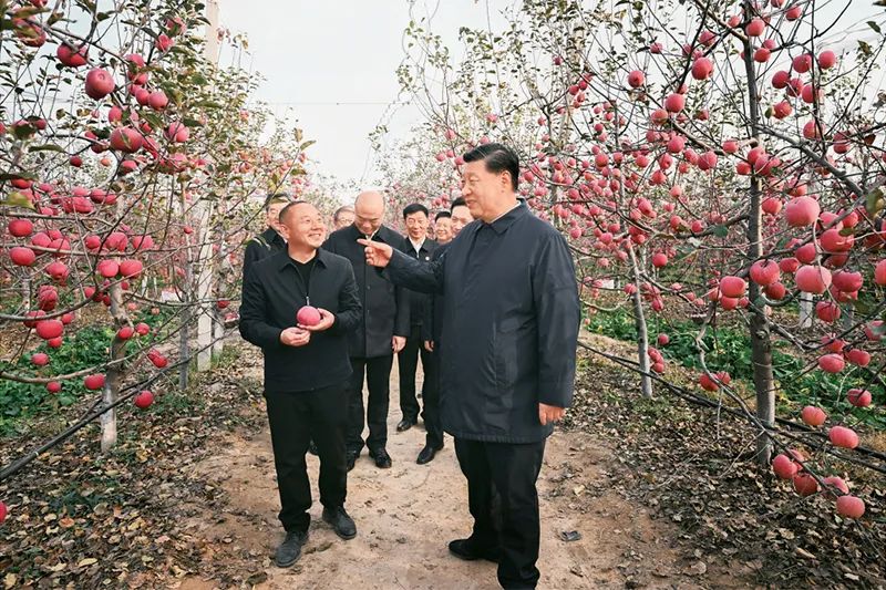 2022年10月26日至28日,中共中央总书记、国家主席、中央军委主席习近平在陕西省延安市、河南省安阳市考察。这是26日下午,习近平在延安市安塞区高桥镇南沟村苹果园同老乡们亲切交流。新华社记者 燕雁/摄 2022年10月26日至28日,中共中央总书记、国家主席、中央军委主席习近平在陕西省延安市、河南省安阳市考察。这是26日下午,习近平在延安市安塞区高桥镇南沟村苹果园同老乡们亲切交流。新华社记者 燕雁/摄